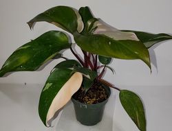 #17 Pink Princess Philodendron, Philodendron erubescens 'Pink Princess' #17